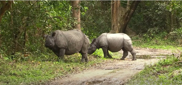 Kaziranga National Park (Assam) 