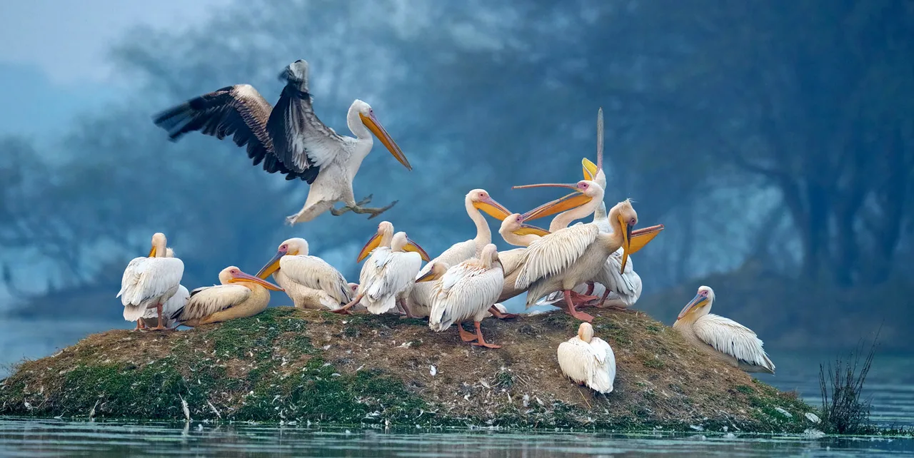 Bharatpur Bird Sanctuary