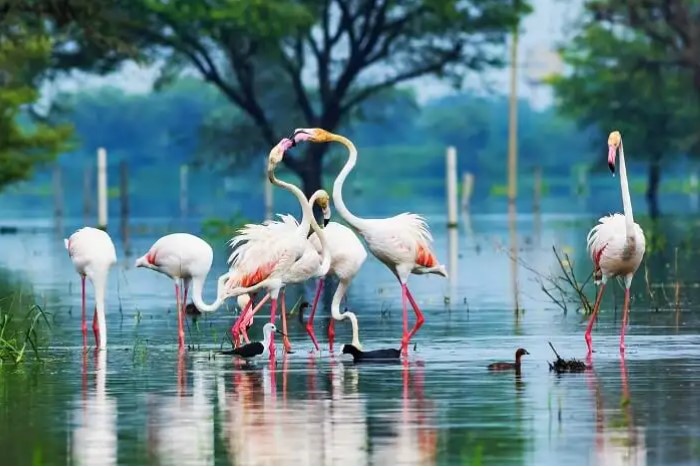 Bharatpur Bird Sanctuary